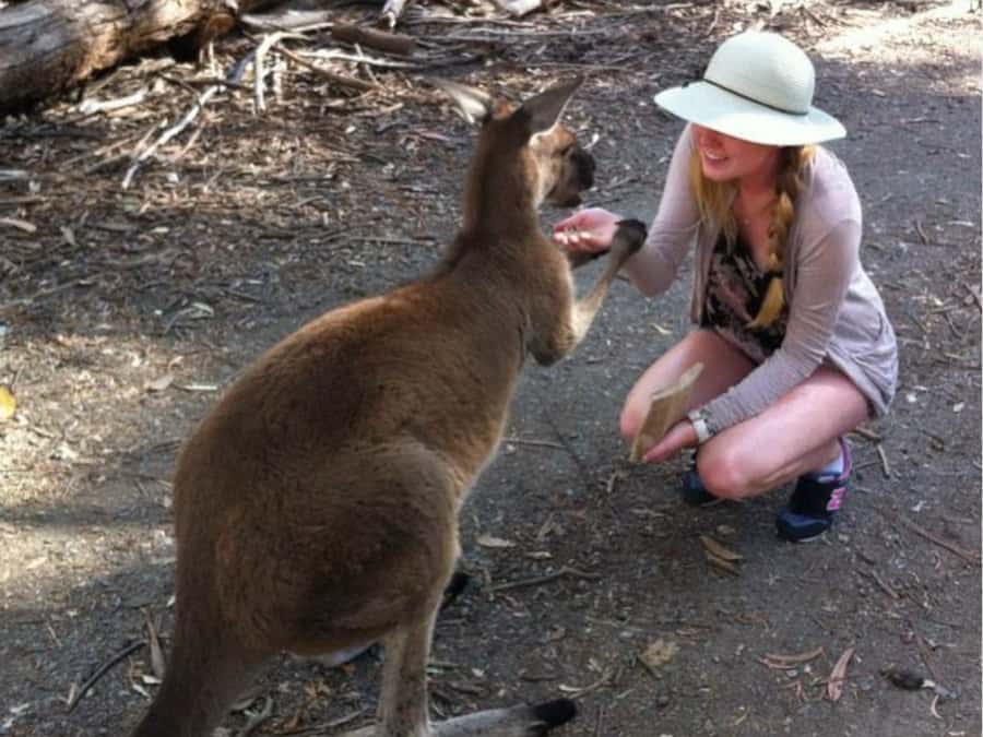 Adelaide: Barossa Day Out: Wines, Brewery, Chocolate & Lunch - Menglers Hill puts the valley into perspective