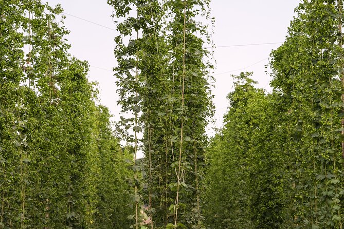 Agricultural Brewery Tour in the Roman Countryside - What the hospitality adds