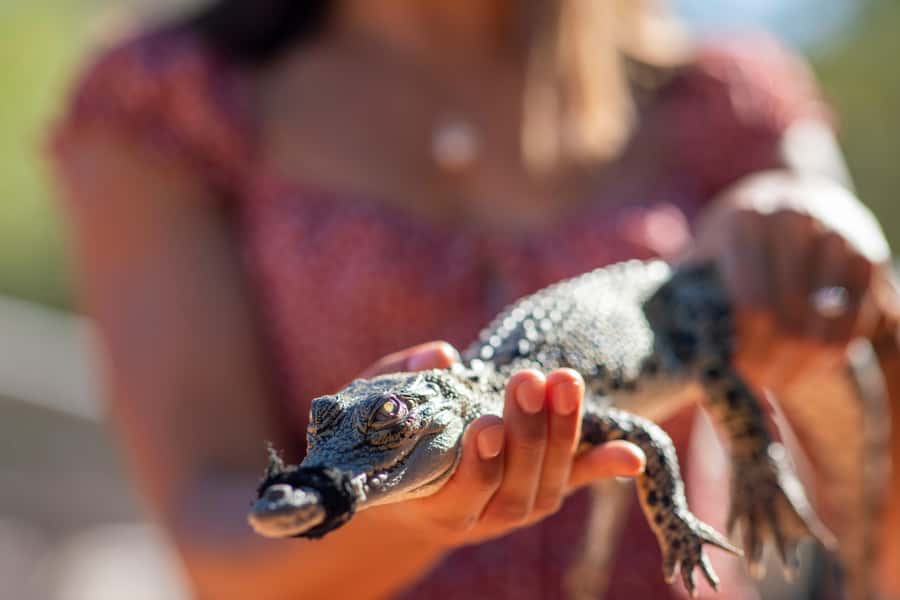 Broome: Matso's Brewery, Museum & Crocodile Park Combo Tour - Why this four-hour Broome tour works