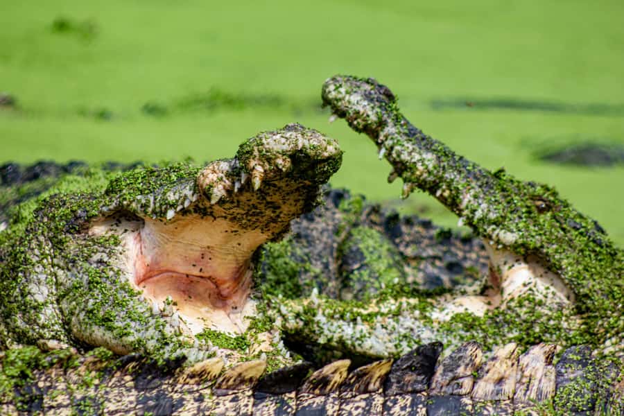 Broome: Matso's Brewery, Museum & Crocodile Park Combo Tour - Matso’s Brewery and the mango beer stop