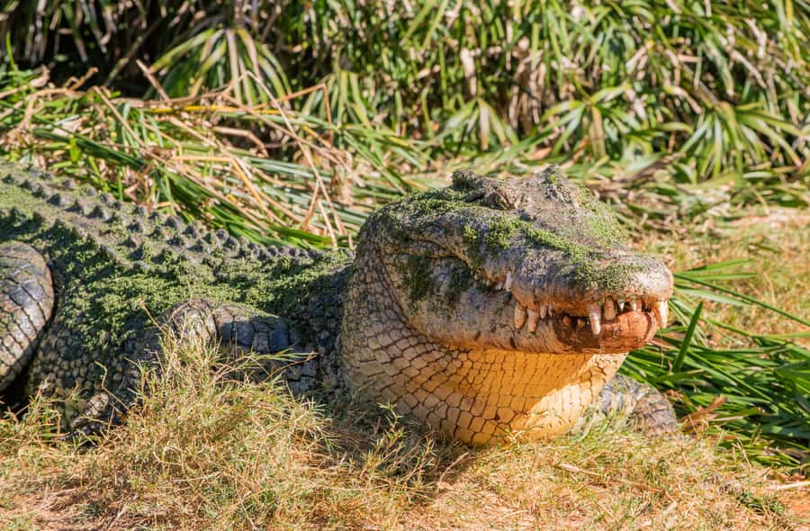 Broome: Matso's Brewery, Museum & Crocodile Park Combo Tour - Malcolm Douglas Crocodile Park for 75 minutes