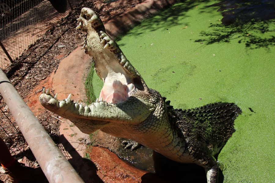 Broome: Matso's Brewery, Museum & Crocodile Park Combo Tour - Is $92 good value?