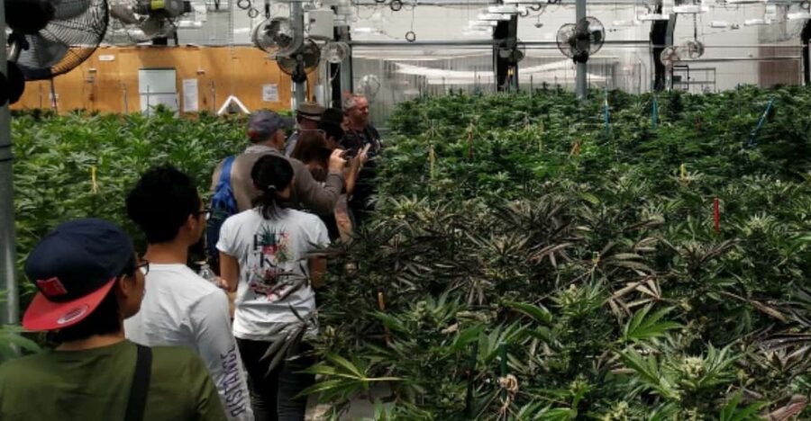 Denver: Buds & Brews Cannabis Grow Tour and Brewery Visit - Key points to know before booking