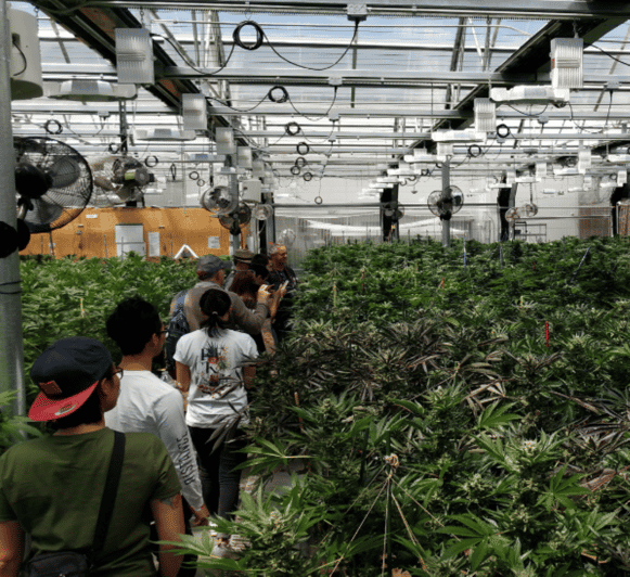 Denver: Buds & Brews Cannabis Grow Tour and Brewery Visit - Booking advice and final value
