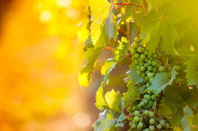 Full-Day Wine, Whiskey & Beer Tour w/ Lunch Pairing - Should you book this Niagara tasting day?