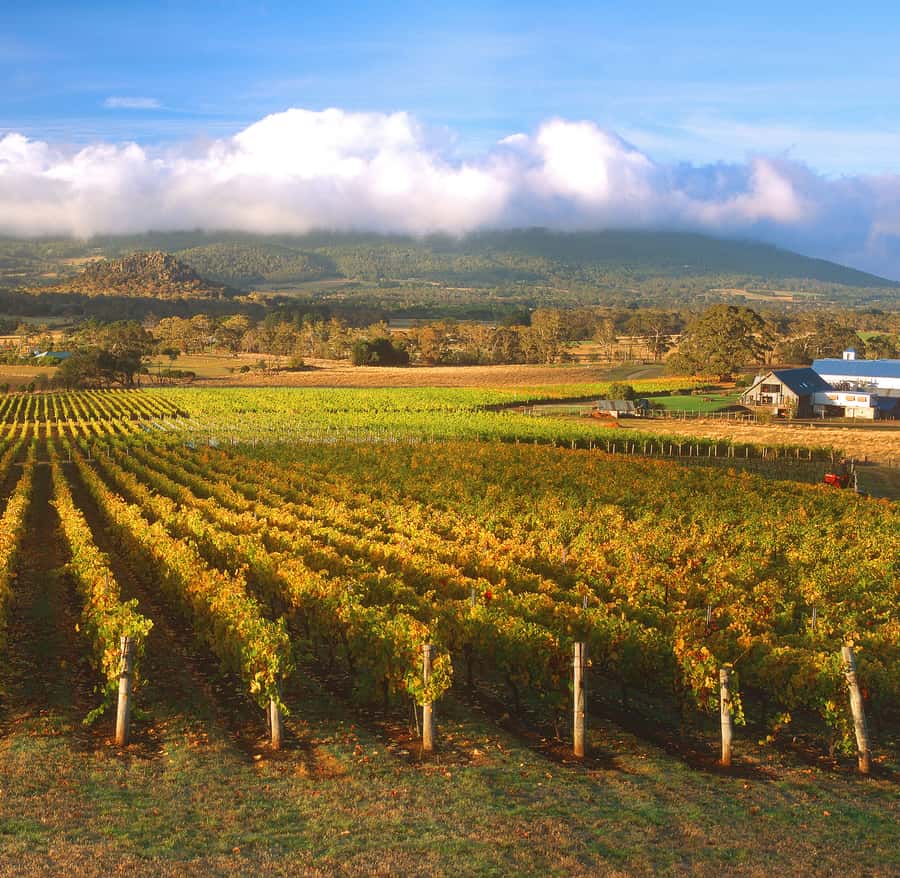 Melbourne: Full-Day Horses, Wine, and Beer Tour - Key points at a glance