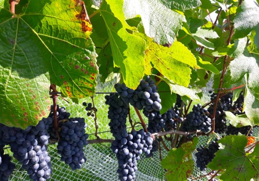 Paihia or Kerikeri: Wine, Spirit, & Craft Beer Tour - Why the route may differ