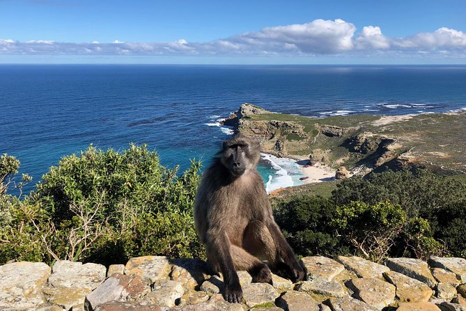 Private Day Tour to Cape Point , Penguins, Wine or Beer Tasting - Long Beach and the ostrich farm
