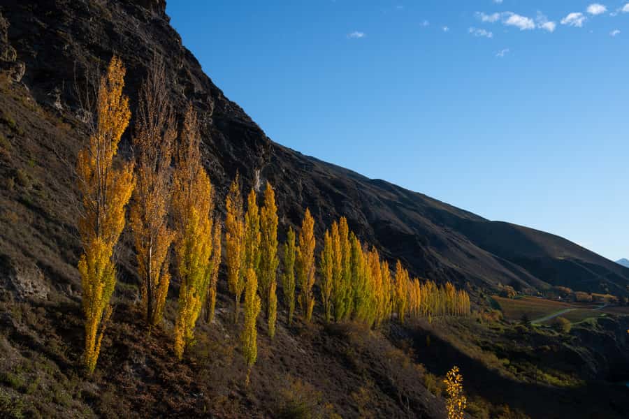 Queenstown: Craft Beer Brewery Tour with Lunch - A traditional village and scenic van ride