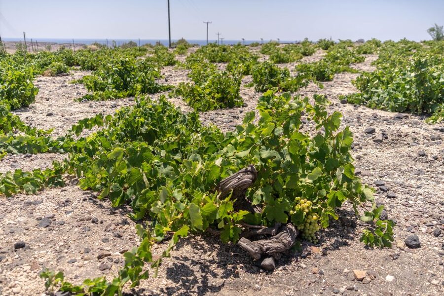Santorini: Three Wineries and One Brewery Tour with Tastings - What $200 per person gets you