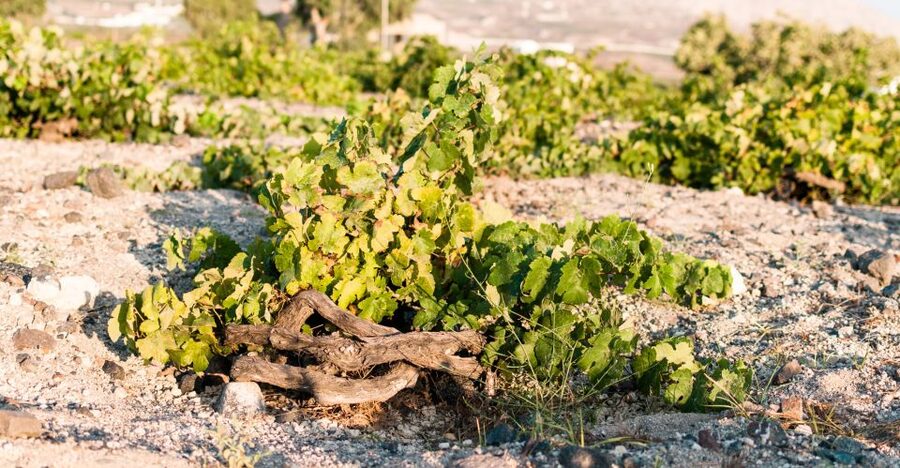 Santorini: Three Wineries and One Brewery Tour with Tastings - The guides are a major part of the value
