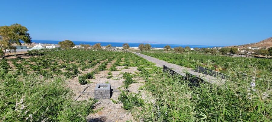 Santorini: Three Wineries and One Brewery Tour with Tastings - Pickup from 16 Santorini locations