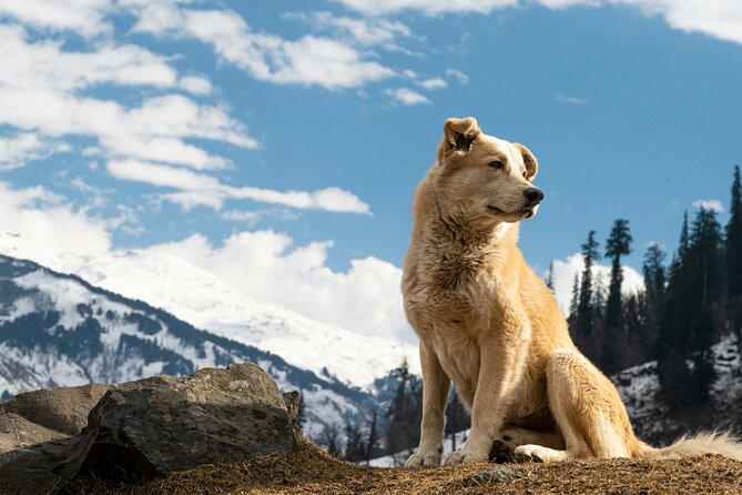 See Denali's Sled Dogs and Visit the Local Brewery - Why Husky Homestead is the heart of the tour