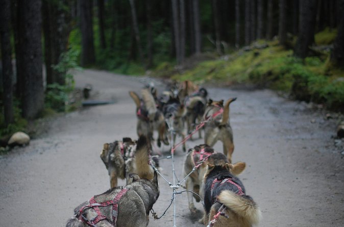 See Denali's Sled Dogs and Visit the Local Brewery - Who will enjoy this outing most?