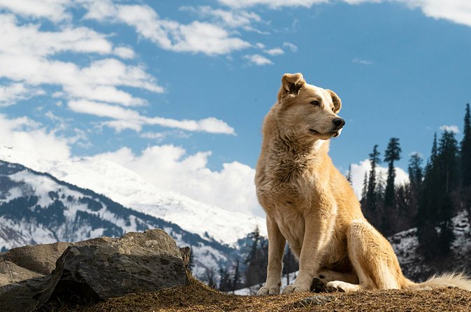 See Denali's Sled Dogs and Visit the Local Brewery - My take: book it for the dogs and the easy plan
