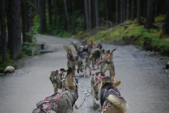 See Denali's Sled Dogs and Visit the Local Brewery - What you learn about an Iditarod team