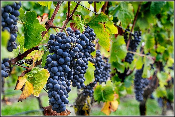 Small group - Napier Premium Wineries+ Beer tour -5.0 - 5.5 hours - Mission Estate and Church Road bring a sense of place