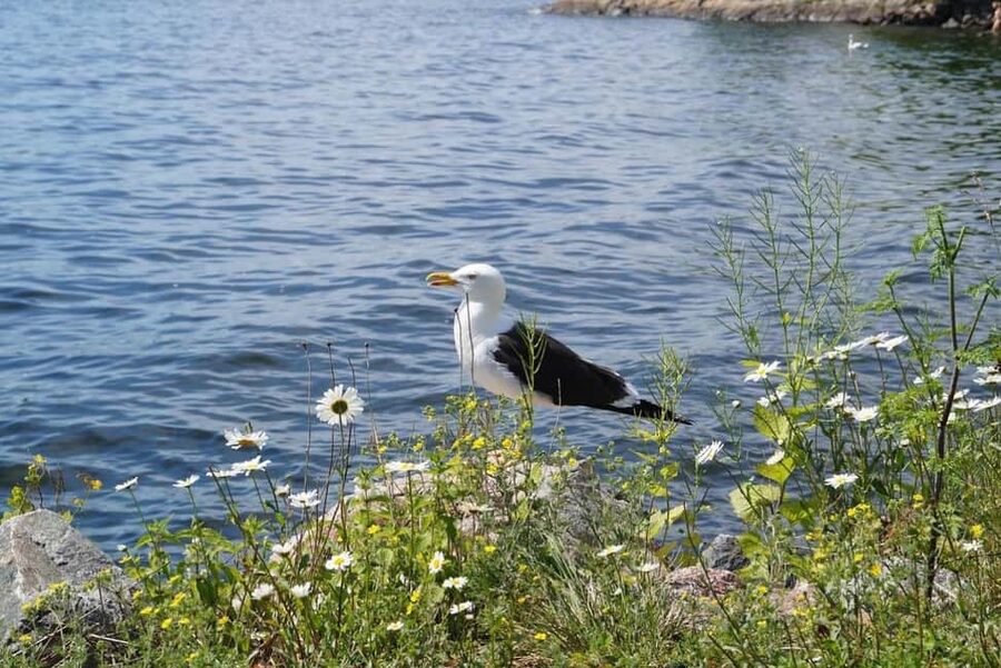 Stockholm Archipelago Guided Island Cruise With Craft Beer - Craft beer, music, and the mood onboard