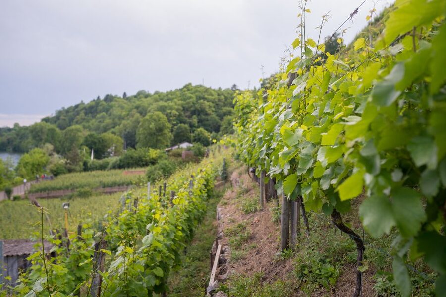 Stuttgart: Hiking Tour with Craft Beer Tasting - Why the $33 price can make sense