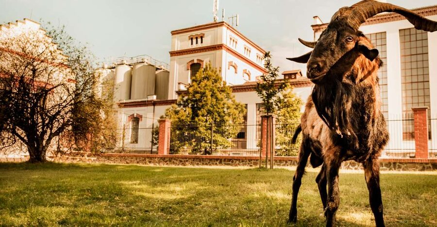 Velke Popovice: Kozel Brewery Tour with Beer Tasting - The 1928 brewery building and the Ringhoffer story